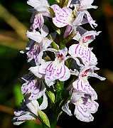 IMG_9919