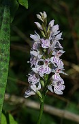IMG_9920