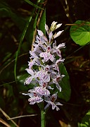 IMG_9925