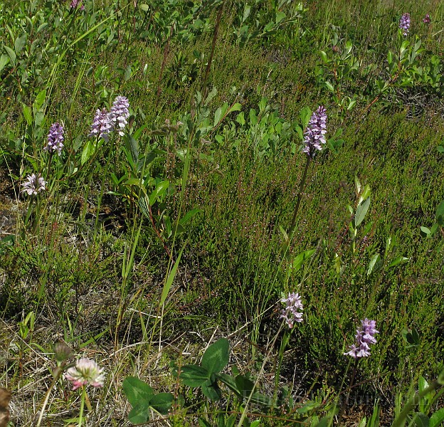 IMG_6861.jpg
