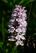 IMG_0184