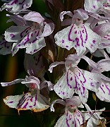 IMG_0185