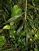 IMG_0187