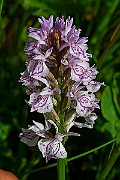 IMG_0188