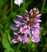 IMG_0189
