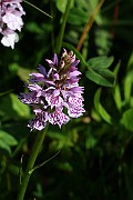 IMG_0191
