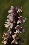 IMG_1143