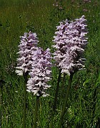 IMG_4198b