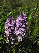 IMG_6858