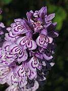 IMG_6859