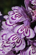 IMG_6859b