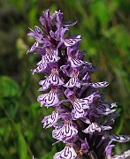 IMG_6865