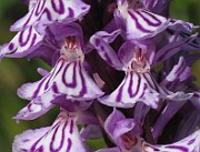 IMG_6865b