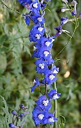 IMG_1315