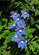 IMG_7998