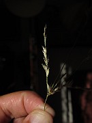 IMG_1012