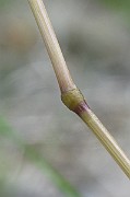 IMG_2453