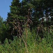 IMG_2457