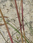 IMG_2132