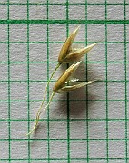 IMG_4339