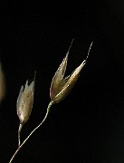 IMG_4411