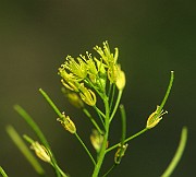 IMG_1680
