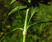 IMG_1529
