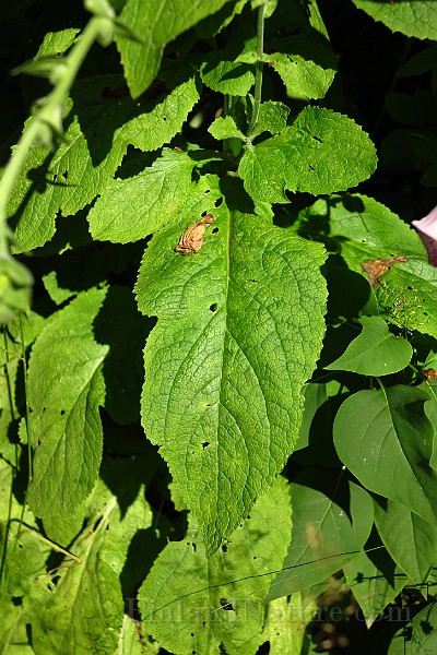 IMG_1477.JPG