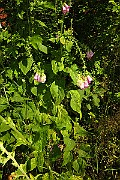 IMG_1479