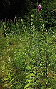 IMG_1501