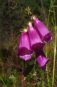 IMG_2534