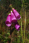 IMG_2535