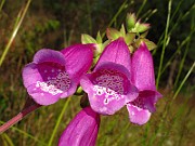 IMG_2537
