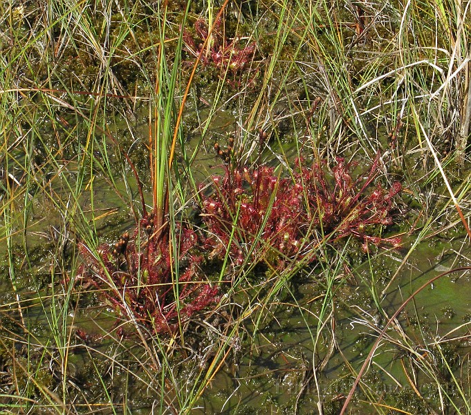 IMG_4576.jpg