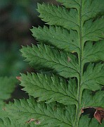 IMG_4945b