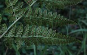 IMG_4946