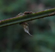 IMG_4949