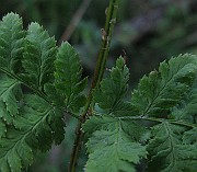 IMG_4950