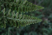 IMG_4951