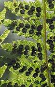 IMG_7065b