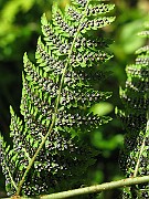 IMG_7067
