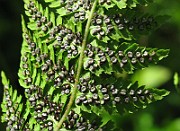 IMG_7067b