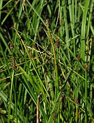 IMG_4158