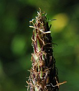 IMG_4168