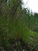 IMG_5236