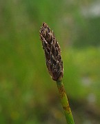 IMG_5238