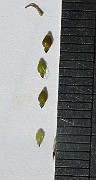 IMG_4517
