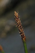 IMG_4542