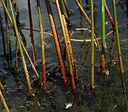 IMG_4545