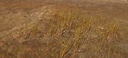 IMG_6241